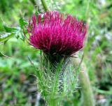 Thistle, Bull