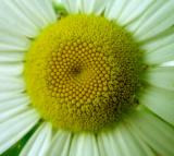  Daisy, Oxeye