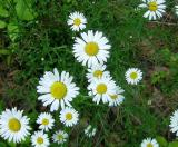 Daisy, Oxeye