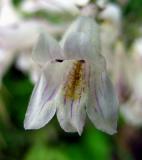 Beardtongue