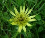 Yellow Goats Beard