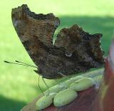 Eastern Comma