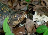 Eastern Box Turtle