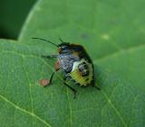 Stinkbug Nymph