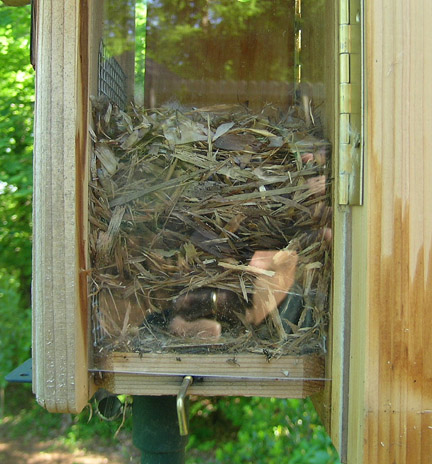 Brown-headed Nuthatch Nest