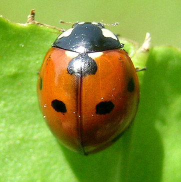 Seven-spotted Lady Beetle