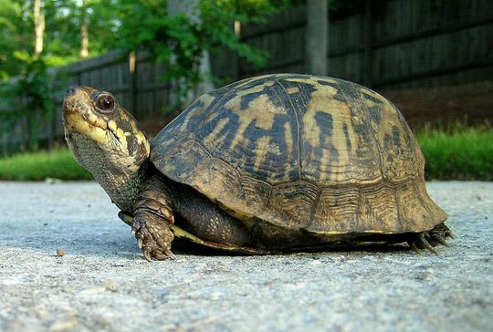 Eastern Box Turtle