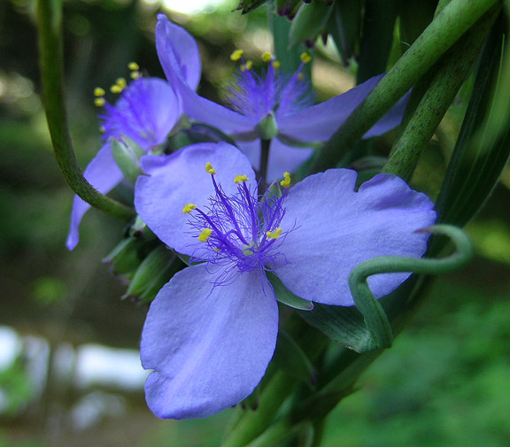 Spiderwort, Virginia