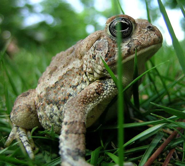 Fowlers Toad