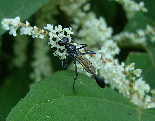 Cricket Hunter
