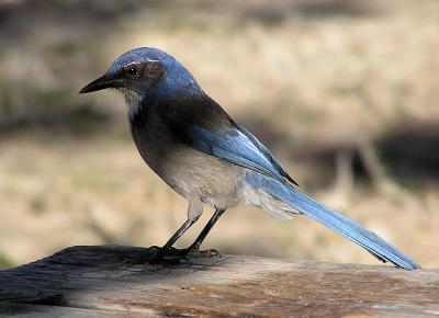 u45/lesliej/medium/28915370.scrubjay.jpg