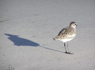 bb plover and shadow.jpg