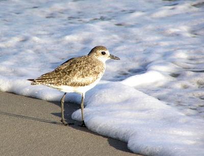 black bellied plover.jpg