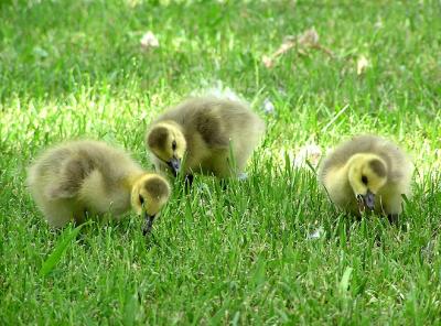 goslings.jpg