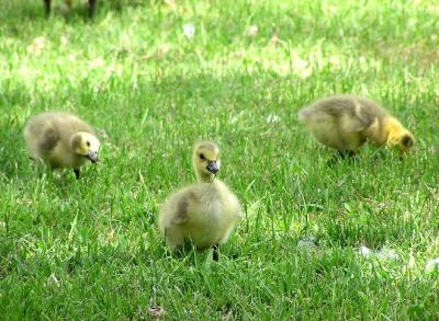 canada_goslings_may_04