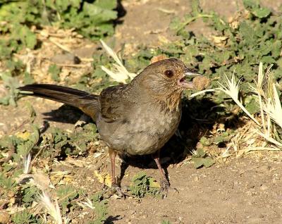 ca towhee 5.jpg