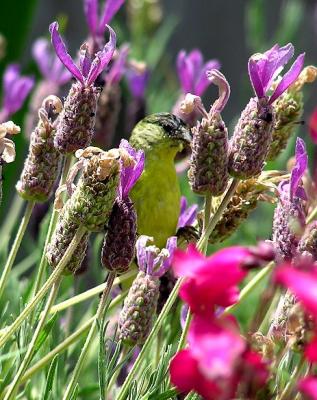 lesser goldy flowers.jpg