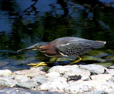 green heron on the hunt.jpg