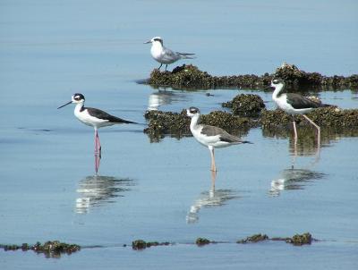 bn stilts and forsters tern.jpg