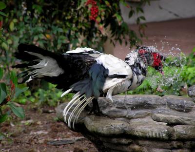 u45/lesliej/medium/39822700.jaimethemuscovy3.jpg