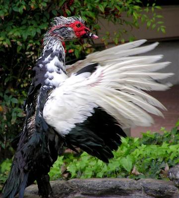 jaime the muscovy 5.jpg
