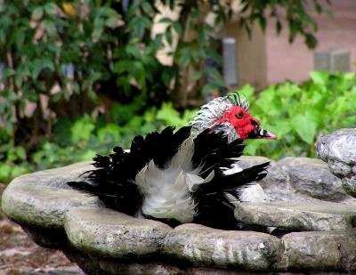 u45/lesliej/medium/39822707.jaimethemuscovy7.jpg