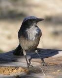 scrub jay 3.jpg