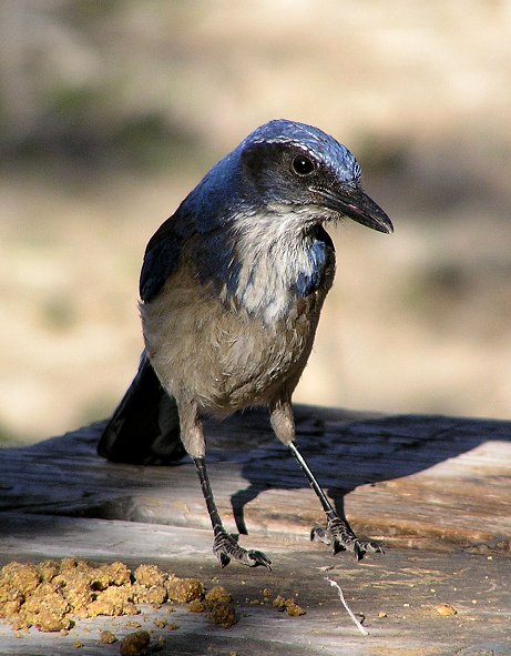 scrub jay 4.jpg