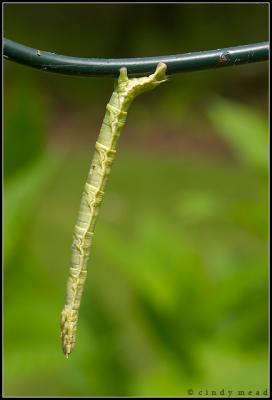 inchworm cocoon