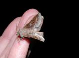 lappet moth (Phyllodesma americana)