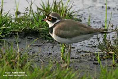 Little Ringed-Plover
Scientific name - Charadrius dubius
Habitat - Common, from ricefields to river beds.