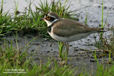 Little Ringed-Plover 

Scientific name - Charadrius dubius 

Habitat - Common, from ricefields to river beds. 

