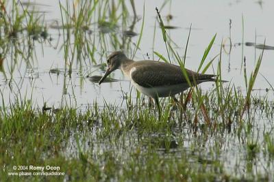 Common Sandpiper 

Scientific name - Actitis hypoleucos 

Habitat - Common along the shores of wide variety of wetlands. 

