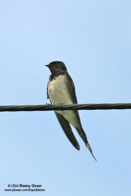 Barn Swallow

Scientific name - Hirundo rustica

Habitat - Coast to above the forest in high mountains.