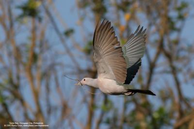 Green Imperial-Pigeon 

Scientific name - Ducula aenea aenea 

Habitat - Lowland and middle elevation forest.

[20D + 400 5.6 L]