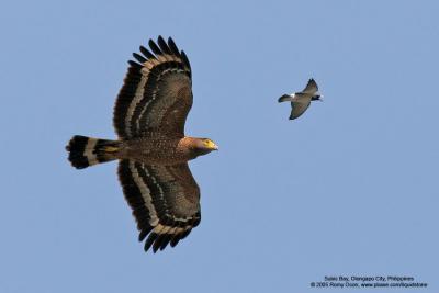 Like a Zero fighter coming in at full throttle, the wood-swallow swoops in on the eagle, seemingly screaming its lungs out. 
The eagle's expression appears of utter surprise - I'll have the same reaction too if I were chased by a much smaller creature.