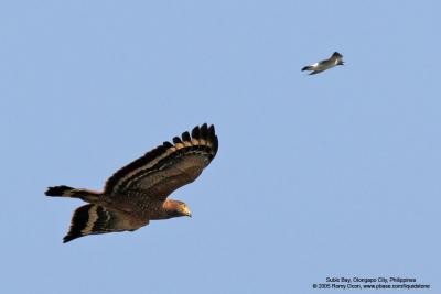 The wood-swallow, like a speeding bullet, again overshoots the raptor. 
This time, the larger bird got the message and just flew away... possibly in search of safer adversaries, like snakes and lizards...;-)