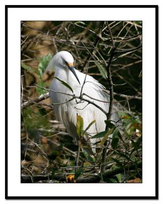 Egret-in-Tree.jpg