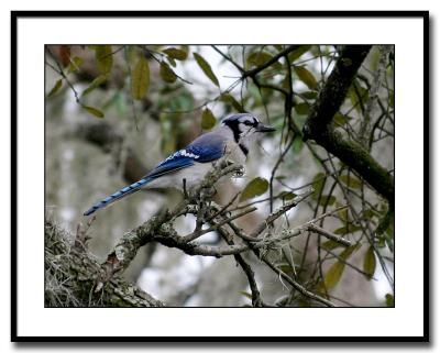 Bluejay-perched.jpg