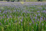 Carpet-of-Flowers2+.jpg