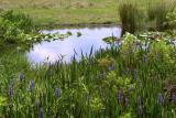 Pond-and-Petals.jpg
