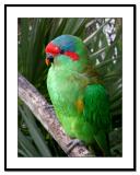 Green-Parrot-Perched.jpg