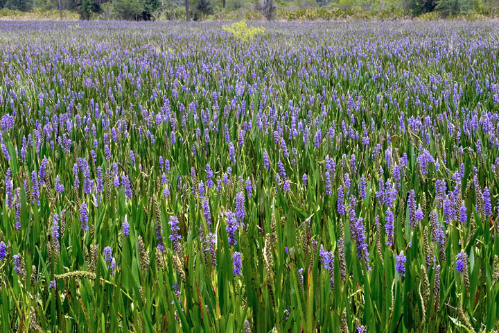 Carpet-of-Flowers2+.jpg