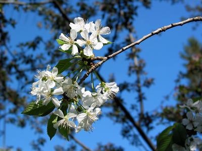 Wild cherry tree blossoms_2996.jpg