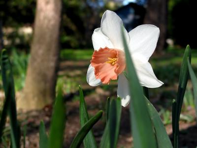 Narcissus_2977.jpg