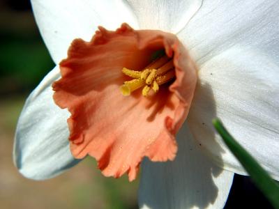 Narcissus_2981.jpg
