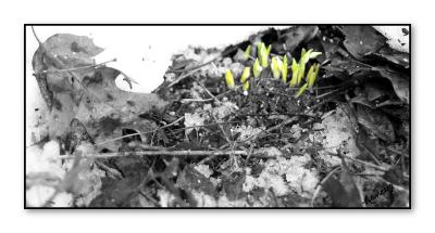 Signs of Spring