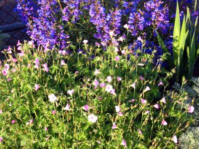 pir-flowers.jpg