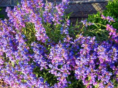 pir-flowers2.jpg