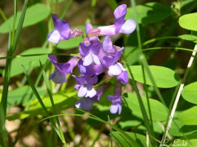 Crown Vetch 123.jpg